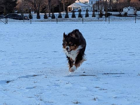 Bear, an Australian Shepherd, running across a field of snow toward the camera