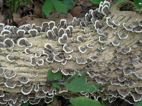 A blanket of Wood mushrooms covering the bark of a fallen tree branch