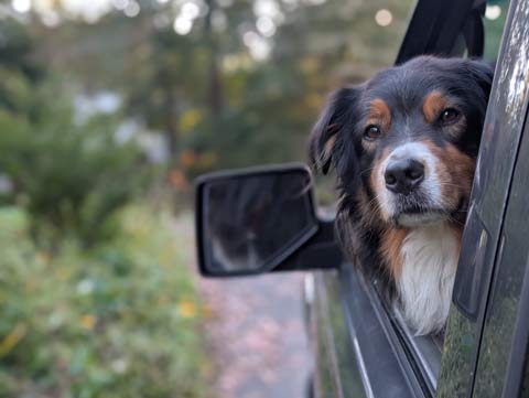 Bear, an Australian Shepherd, head sticking out if the driver's side window of a pickup truck, looking towards the rear of the truck