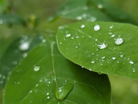 Drops of rain water sitting on a grean leave looking silver with reflected light