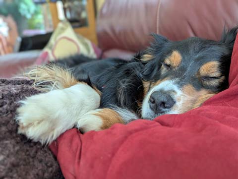 Australian Shepherd named Bear napping on a couch