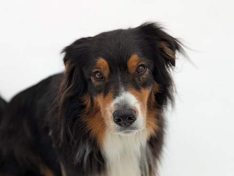 Bear (the Australian Shepherd) sitting on a hill covered in fresh snow
