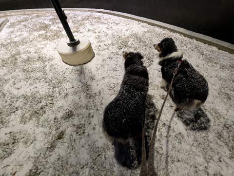 Bernie and Bear (Australian Shepherds) near the base of a light pole in a parking lot median dusted with snow