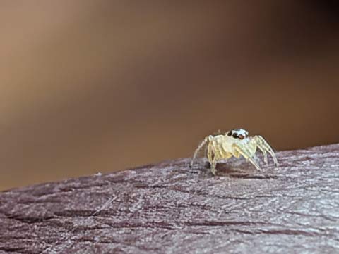 A close-up of a very pale white-yellow spider sitting on the arm of a red leather couch