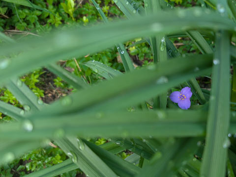 A small lone Spiderwort flower nestled below a crosswork of Spiderwort plant leaves 