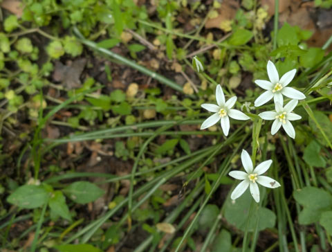 A view of a Star of Bethlehem plant from above