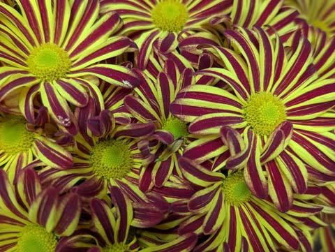 Close Up of Pelee Mums or Chrysanthemums, showing it's yellow petals with a ribbon of red running through the center of each petal