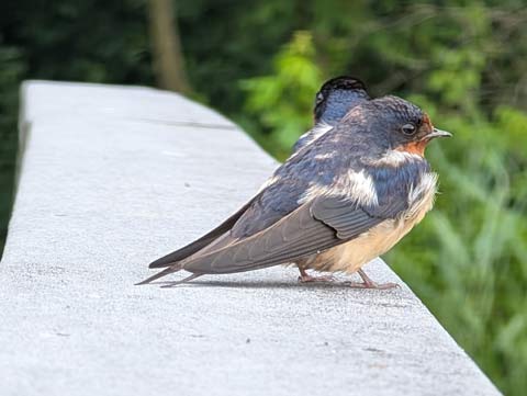 Two Barn Swallows perched on a hand rail of a dock