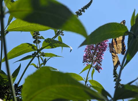 An Eastern Pale Tiger Swallowtail butterfly stopping for a snack in a purple flowered butterfly bush