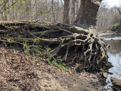 A tangle of tree roots exposed due to the erosion of the bank of the creek bed where it has grown