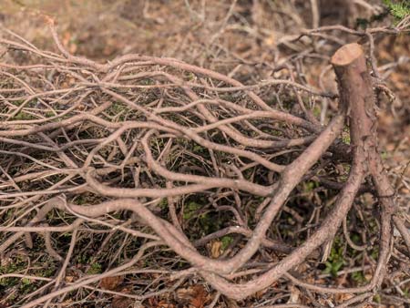 A branch cut off from a rhododendron with a miriad bare sub-branches that are all tangled together, laying on the side of a road