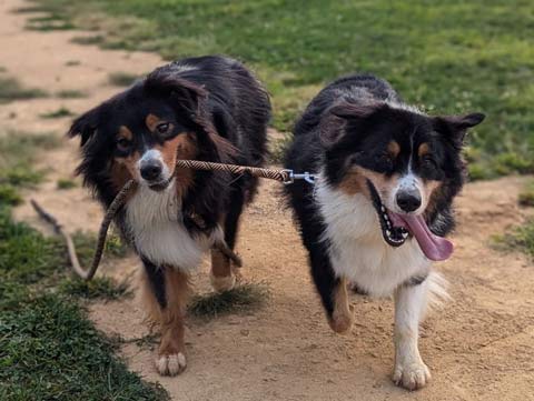 Bear, an Australian Shepherd, has his brother Bernie's leash in his mouth and is leading him along