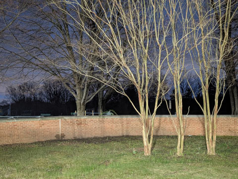 A row of three Crape myrtle trees growing amidst manicured grass in front of a short brick wall