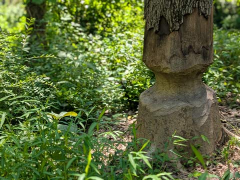 The trunk of a tree that has been chewed halfway through by a beaver