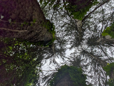 Five trunks of one pine tree, pictured from their base extending up to an overcast sky