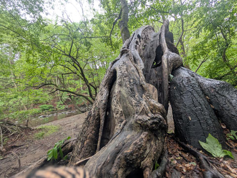 A twisted hollowed out tree trunk that is bent completely over