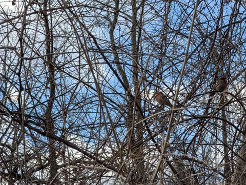 Two birds sitting inside of a bush