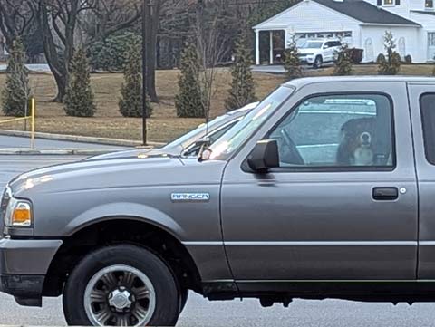 Bear (an Australian Shepherd) waiting for me to come back and get him from the truck