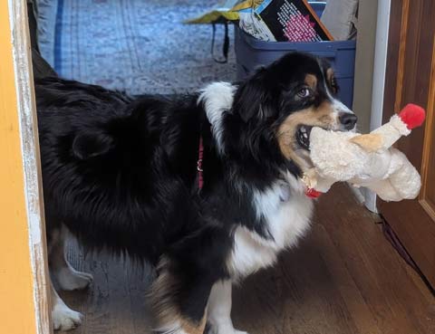 Bernie, a black tri-colored Australian Shepherd, holding a stuffed Lamb Chop toy in his mouth, looking like he wants to play