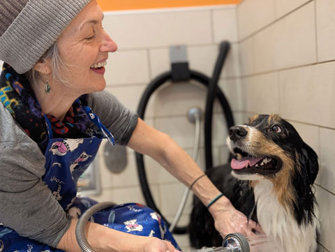 Bernie, an Australian Shepherd, getting a bath and smiling