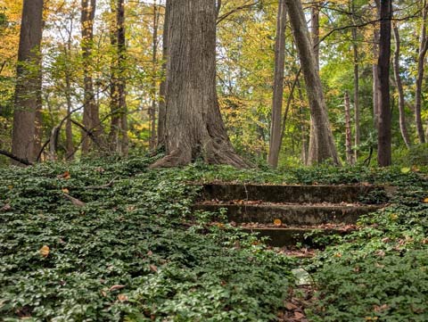 Three stones steps, all that remains from a house, found in the middle of a wood