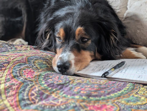 Bear, a black tri-colored Australian Shepherd, laying in bed with his head resting on a notepad and pen