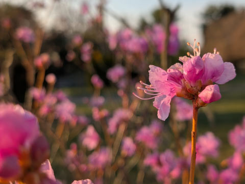 A closeup of a pink azalea flower that recently bloomed