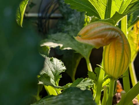 A zuccini flower, lit up from behiny sunlight