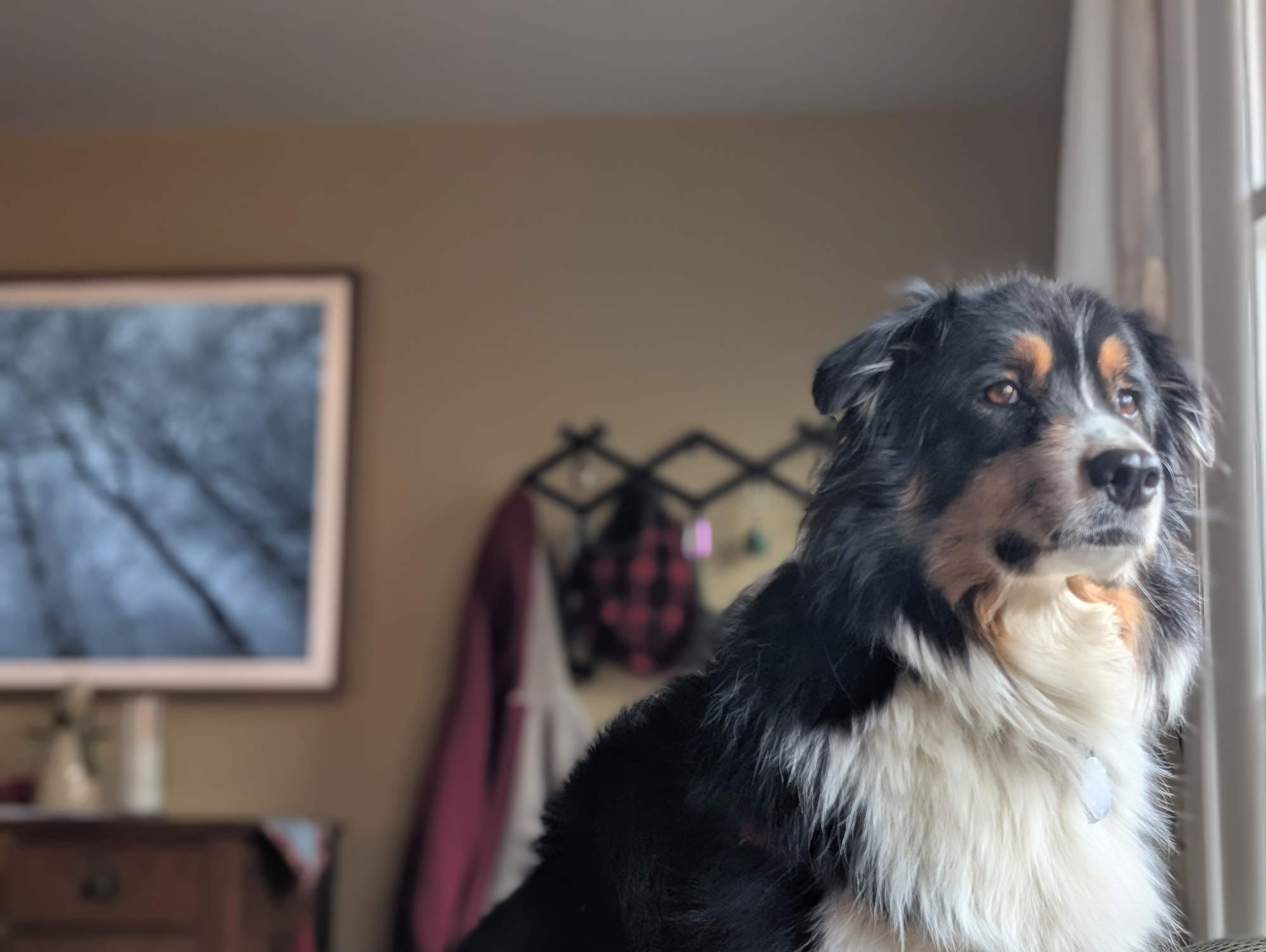 Bernie, a black tri-color Australian Shepherd, gazes out a window with a concerned look in his eye watching his owner drive away