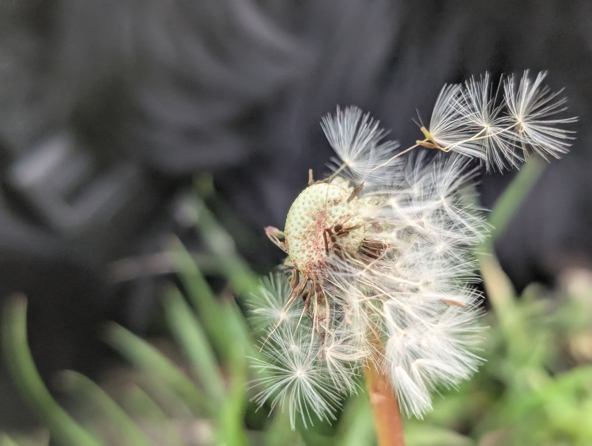 close up of dandelion seedling being blown by the wind, but holding onto the flower