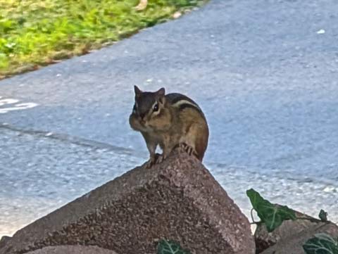 A lone chipmunk, looking very guilty, sitting atop of a brick paver.